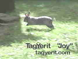 Excerpts of Joy (TagYerit)