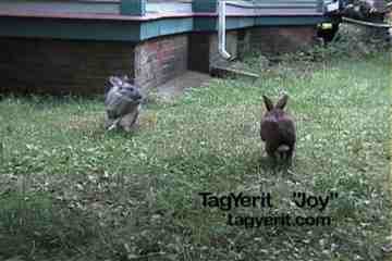 Joybinkies 2